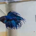 仲間が新たに加わりました